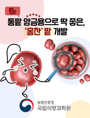 통팥 앙금용으로 딱 종은, 홍찬 팥 개발 농촌진흥청 국립식량과학원