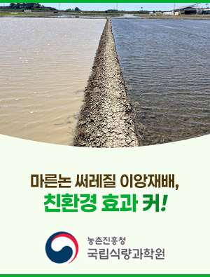 마른논 써레질 이앙재배, 친환경 효과 커 농촌진흥청 국립식량과학원