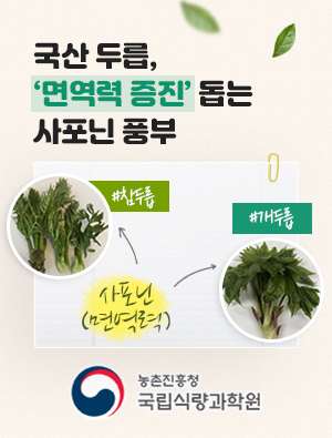국산 두릅  ‘면역력 증진’ 돕는 사포닌 풍부  농촌진흥청 국립식량과학원