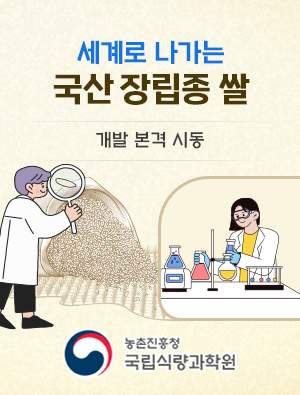 세계로 나가는 국산 장립종 쌀 개발 본격 시동 농촌진흥청 국립식량과학원