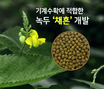 썸네일: 기계수확이 가능한 녹두 '채흔' 개발
