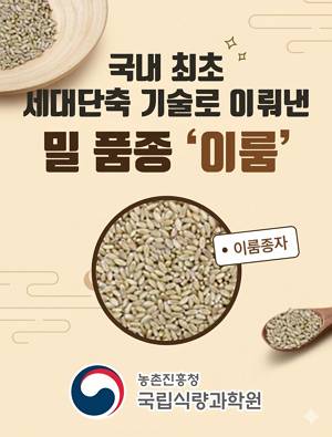국내 최초 세대단축 기술로 이뤄낸 밀 품종 '이룸' 농촌진흥청 국립식량과학원