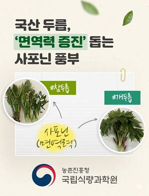국산 두릅  ‘면역력 증진’ 돕는 사포닌 풍부  농촌진흥청 국립식량과학원