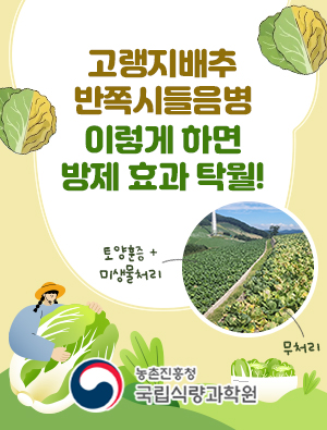 고랭지배추 반쪽시들음병 이렇게하면 방제효과 탁월! 농촌진흥청 국립식량과학원