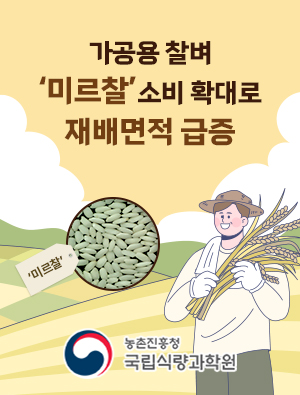 가공용 찰벼 '미르찰' 소비 확대로 재배면적 급증 농촌진흥청 국립식량과학원