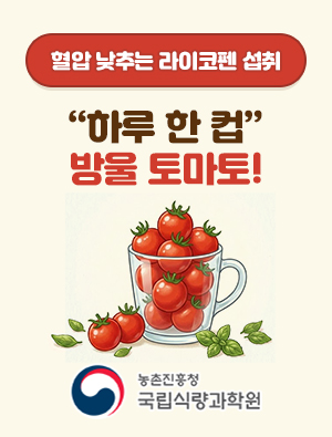 혈압 낮추는 라이코펜 섭취 하루한컵 방울토마토! 농촌진흥청 국립식량과학원