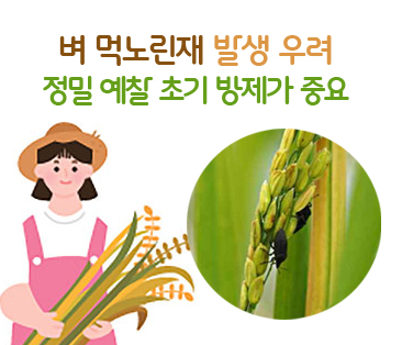 썸네일: 벼 먹노린재 발생 우려 정밀 예찰 초기 방제가 중요