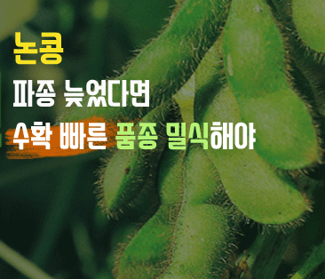 썸네일: 논콩 파종 늦었다면 수확 빠른 품종 밀식해야