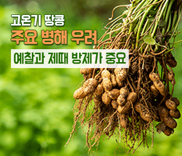 썸네일: 고온기 땅콩 주요 병해 우려 예찰과 제때 방제가 중요