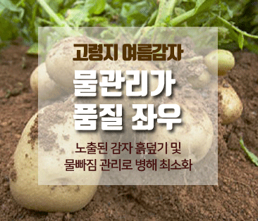 썸네일: 고령지 여름감자 물관리가 품질 좌우